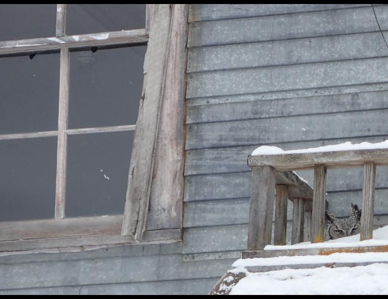 A female great horned owl sits on eggs on part of the chapel building at Pilgrim Hot Springs near Nome. Photo by Ned Rozell.
