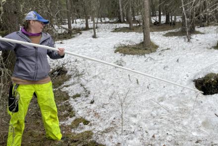 Leanne Bulger extends a plastic pipe into a hole in the ground possibly caused by thawing permafrost. Photo by Ned Rozell.